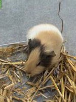 Junge Meerschweinchen, männlich