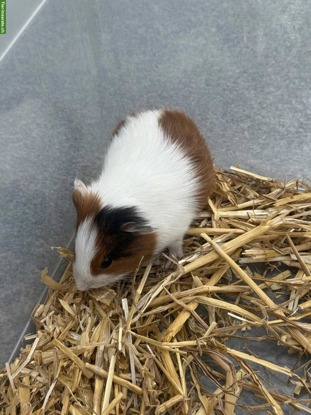 Bild 2: Junge Meerschweinchen, männlich