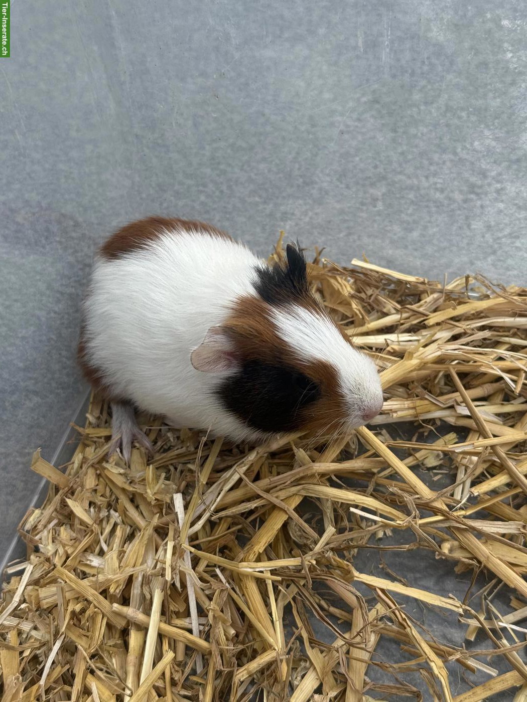 Bild 3: Junge Meerschweinchen, männlich