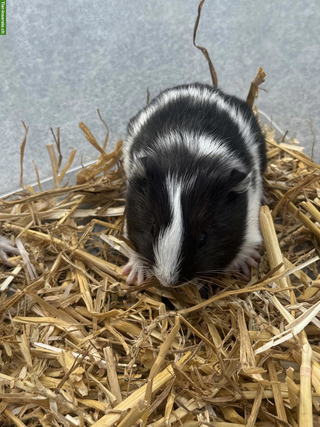 Bild 4: Junge Meerschweinchen, männlich