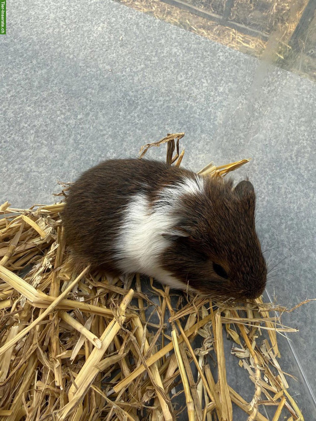 Bild 5: Junge Meerschweinchen, männlich