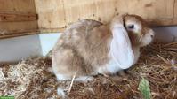 Widder Kaninchen, weiblich, grosse Rasse