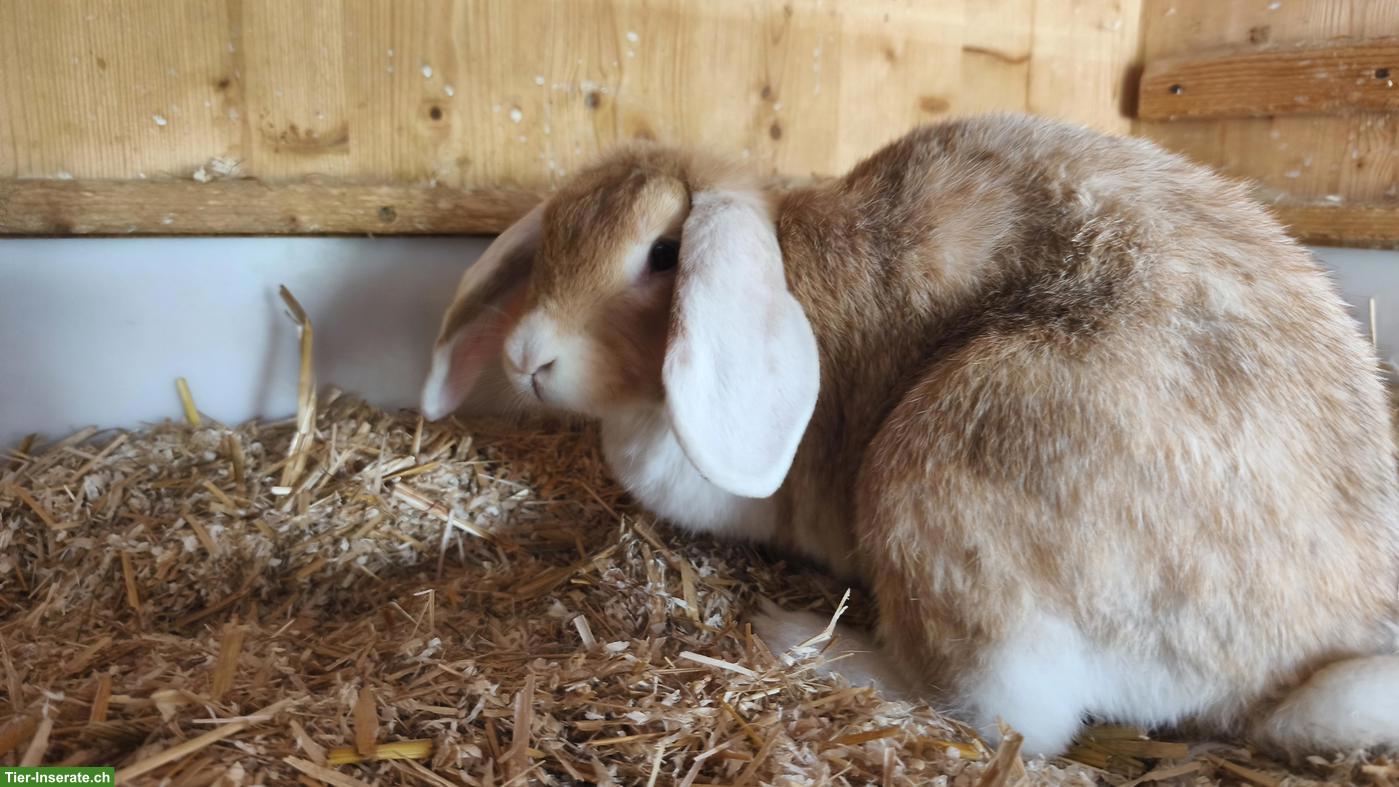 Bild 2: Widder Kaninchen, weiblich, grosse Rasse