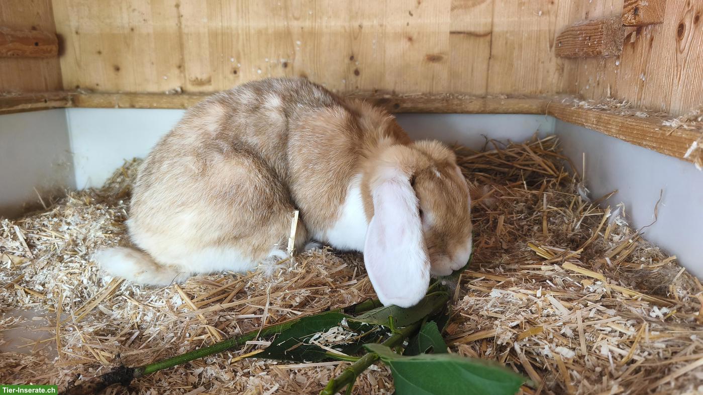 Bild 3: Widder Kaninchen, weiblich, grosse Rasse