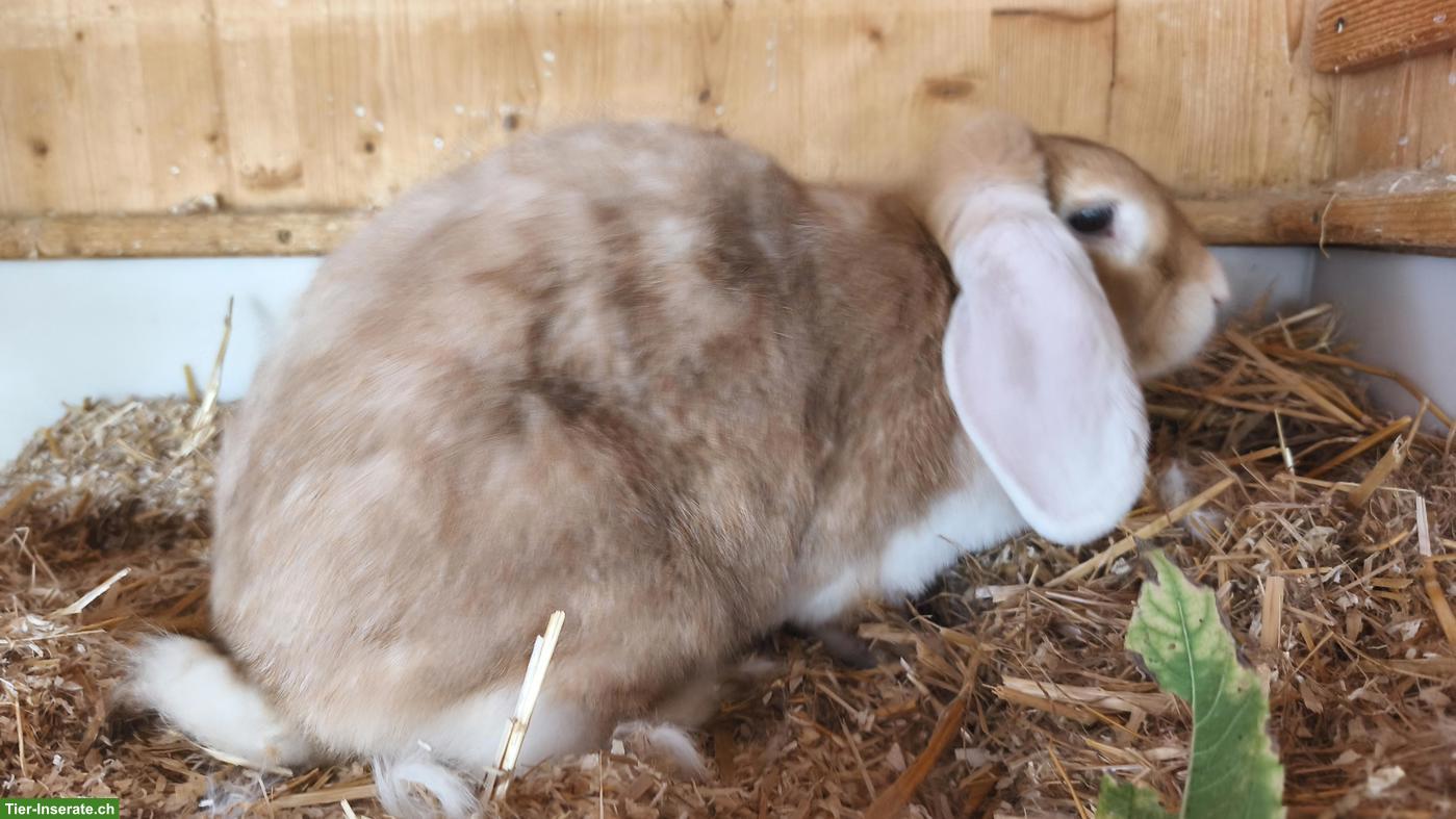 Bild 4: Widder Kaninchen, weiblich, grosse Rasse