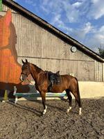 Reitbeteiligung für 19-jährigen Wallach in Weggis LU