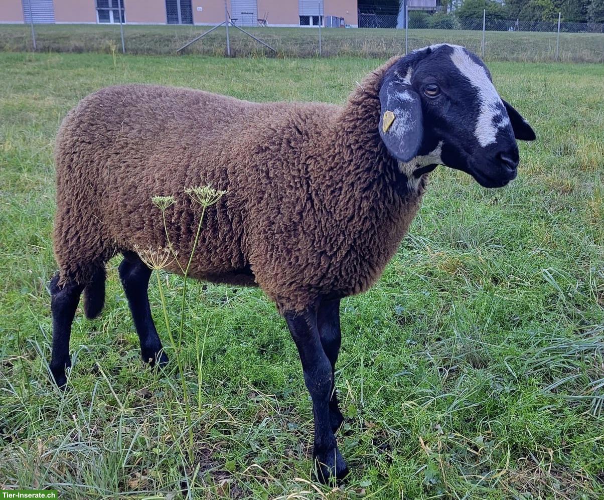 Bocklamm zu verkaufen, Milchschaf x Engadiner