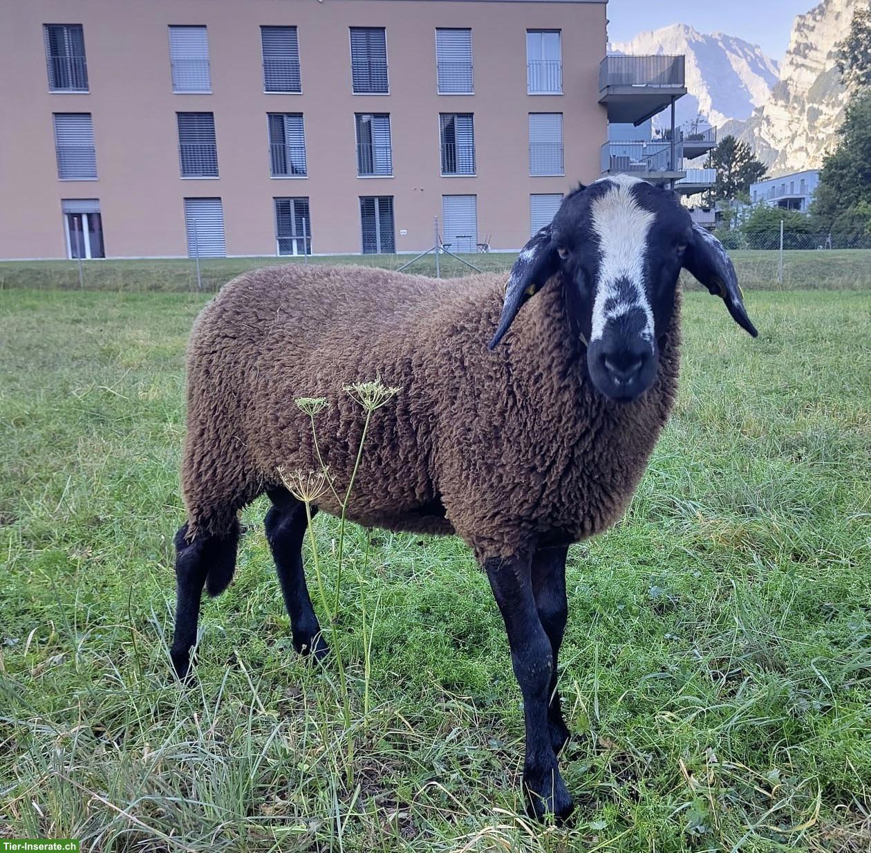 Bild 2: Bocklamm zu verkaufen, Milchschaf x Engadiner