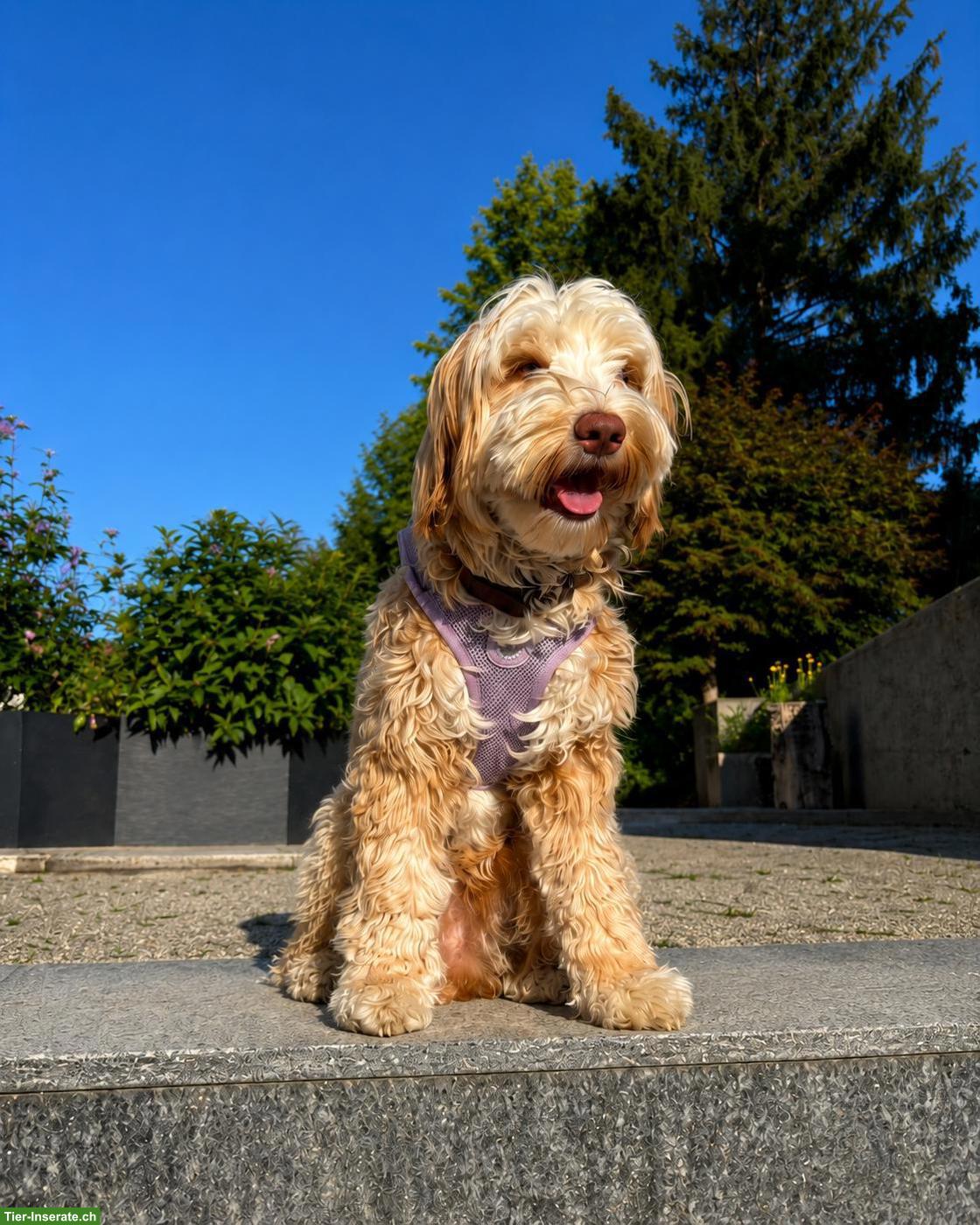 Home Guardian gesucht für Australian-Labradoodle-Hündin