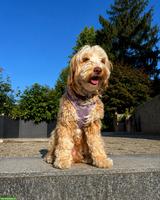 Home Guardian gesucht für Australian-Labradoodle-Hündin