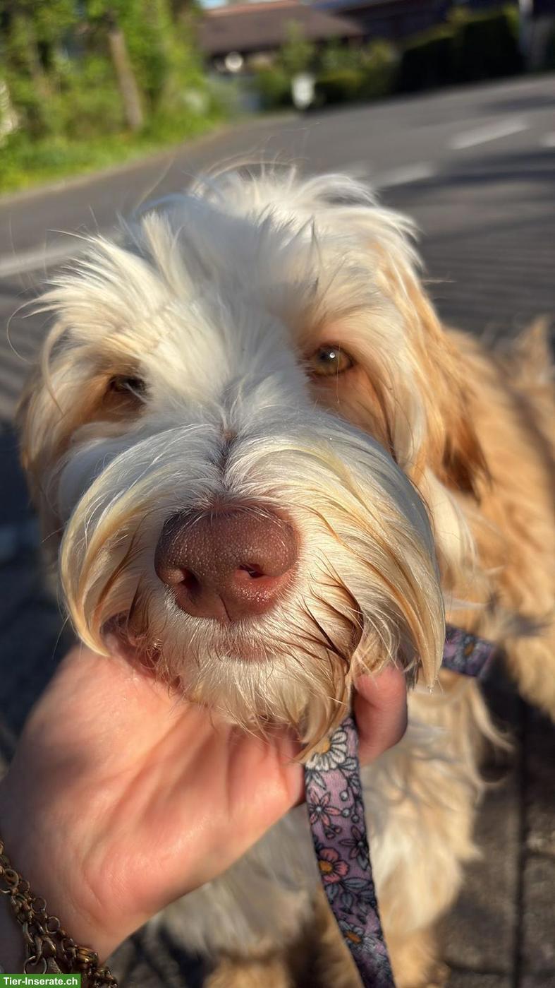 Bild 2: Home Guardian gesucht für Australian-Labradoodle-Hündin