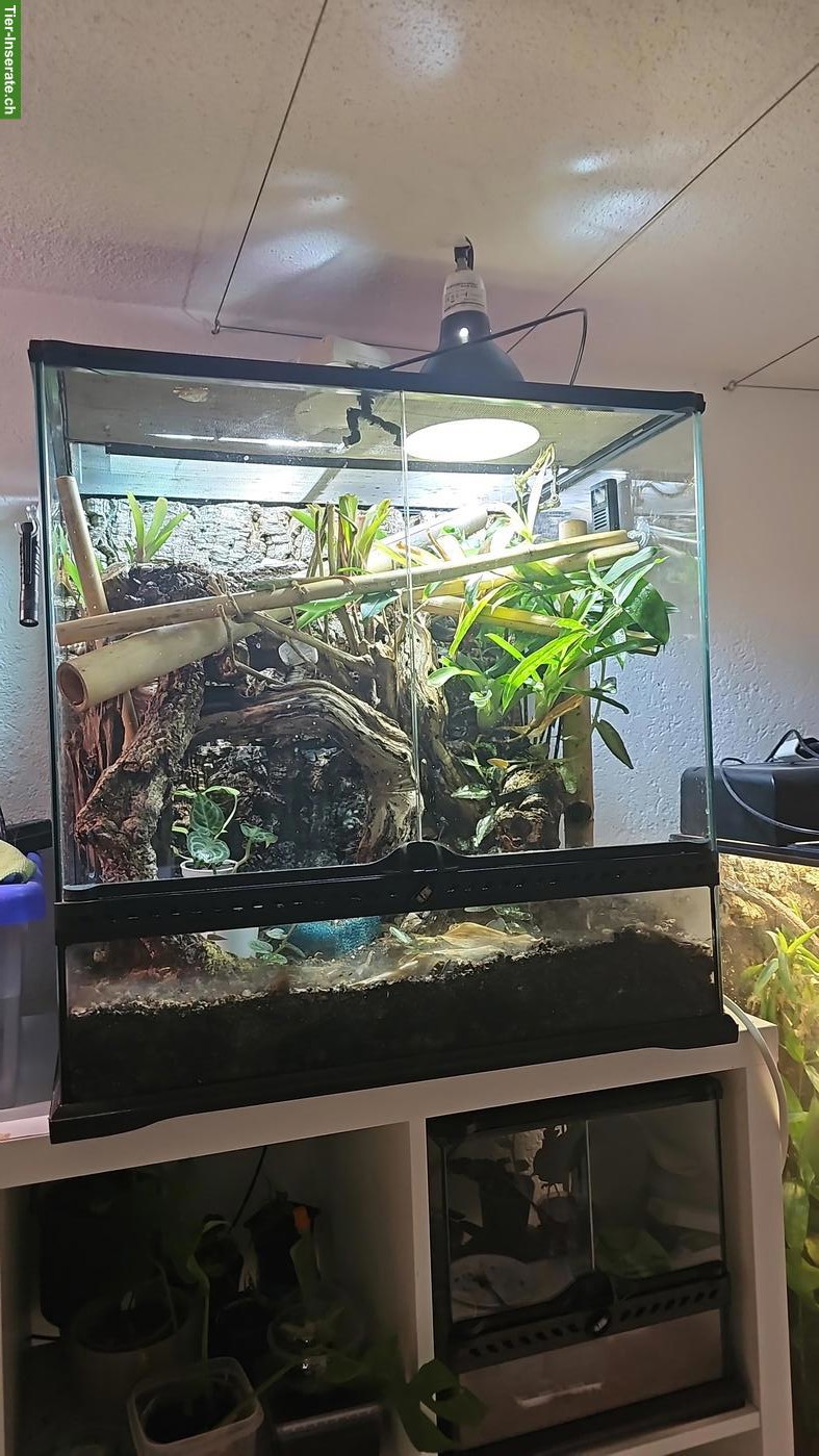 1.1 Phelsuma robertmertensi mit eingerichtetem Terrarium