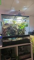 1.1 Phelsuma robertmertensi mit eingerichtetem Terrarium