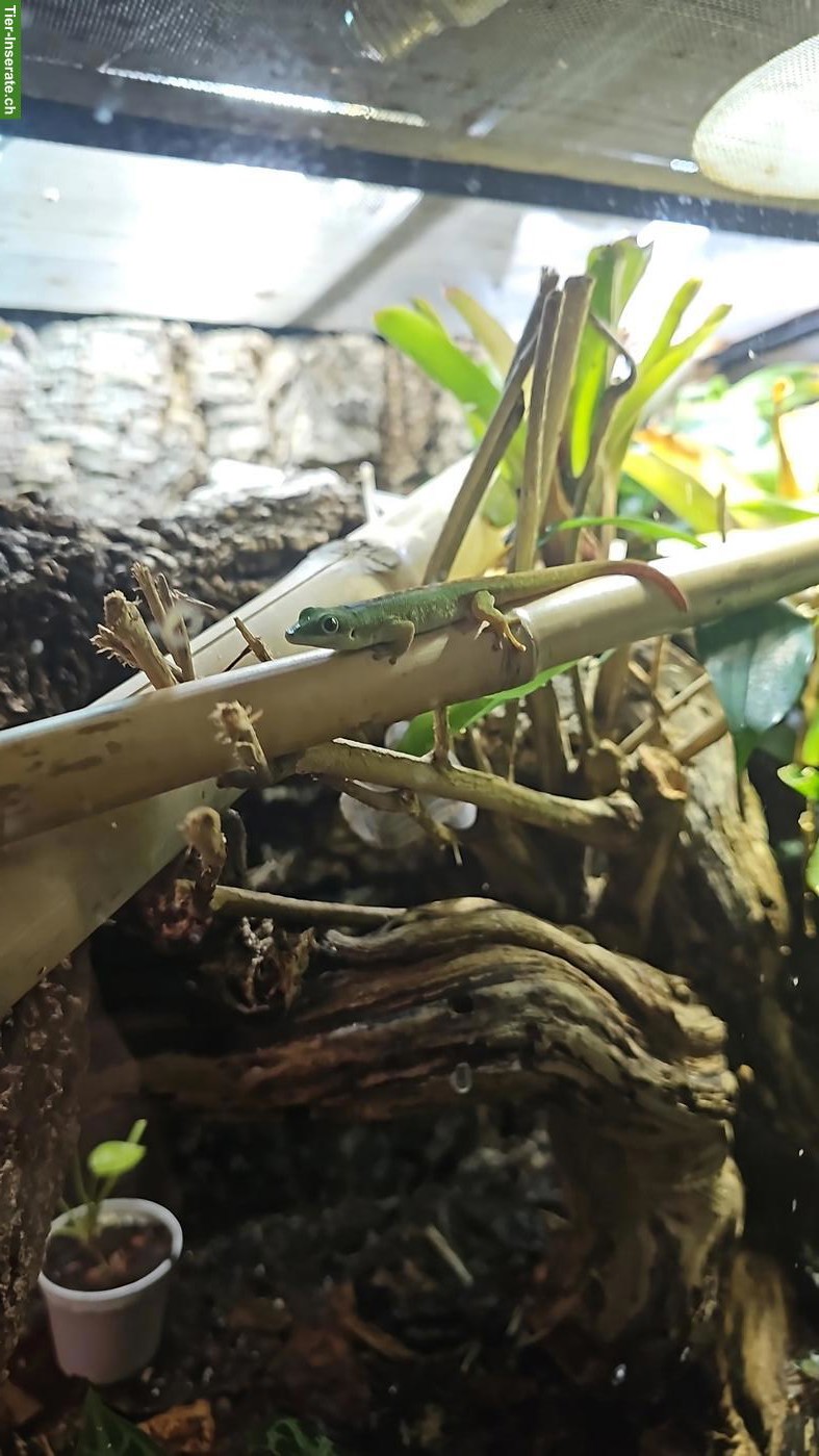 Bild 2: 1.1 Phelsuma robertmertensi mit eingerichtetem Terrarium
