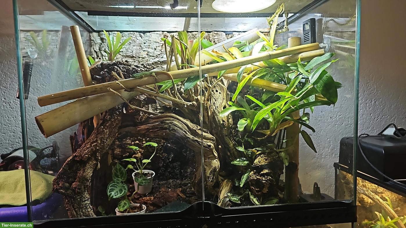 Bild 3: 1.1 Phelsuma robertmertensi mit eingerichtetem Terrarium