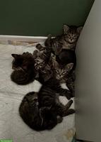 Süsse Kitten einer Maine-Coon-/Norwegische-Waldkatzen-Katze
