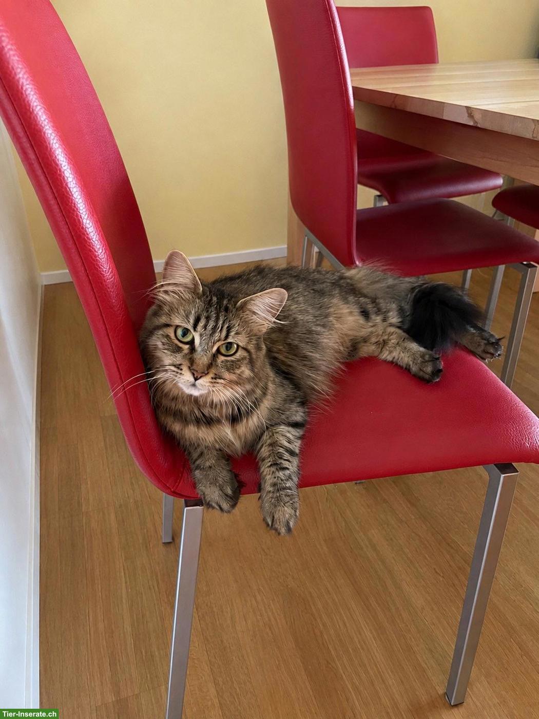 Bild 3: Süsse Kitten einer Maine-Coon-/Norwegische-Waldkatzen-Katze