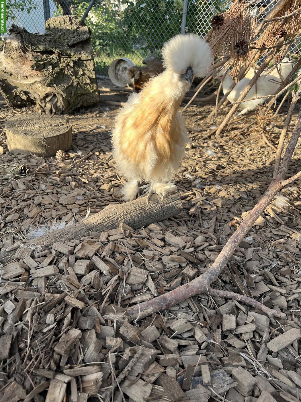 Bild 3: Junge Seidenhennen aus Naturbrut