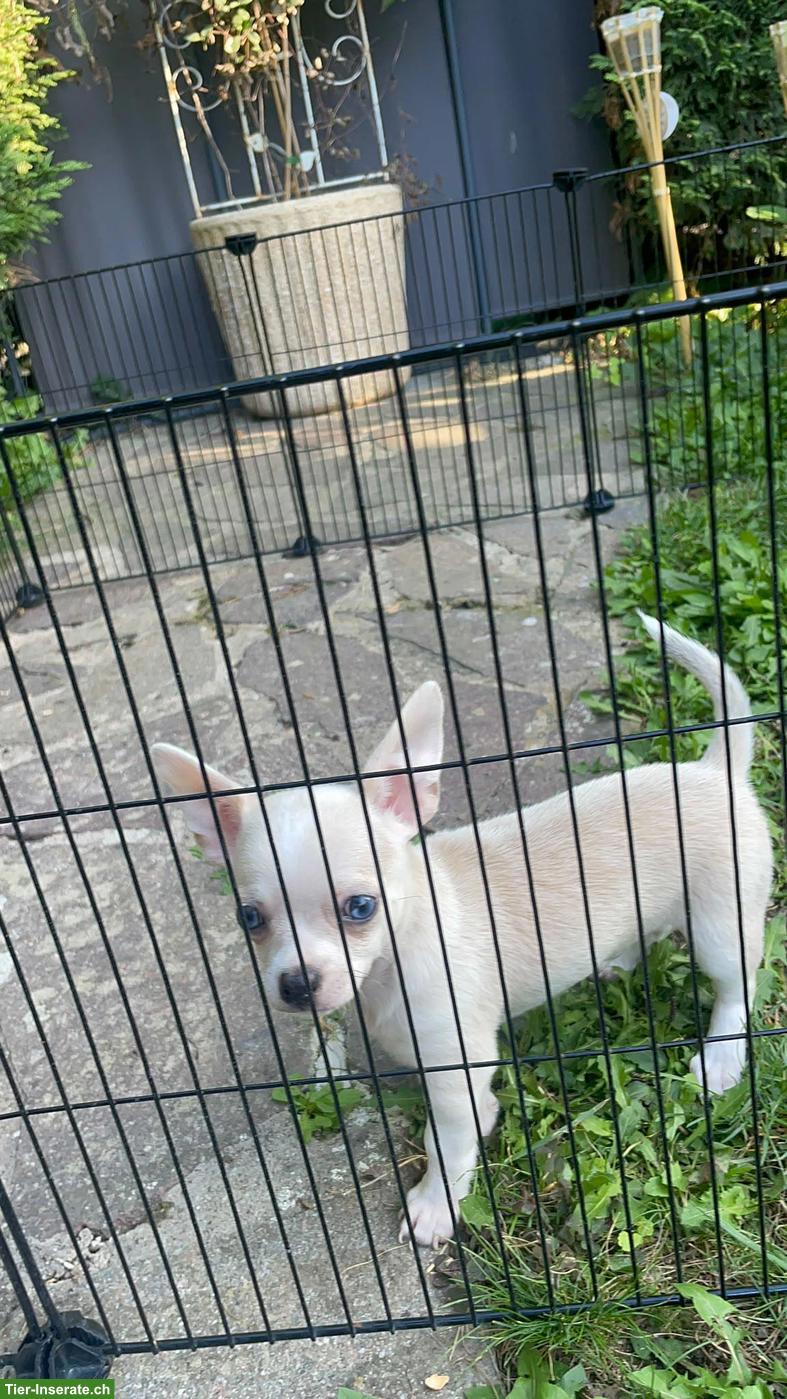 Chihuahua Welpen, 2 Rüden