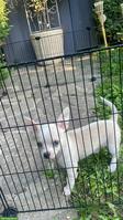 Chihuahua Welpen, 2 Rüden
