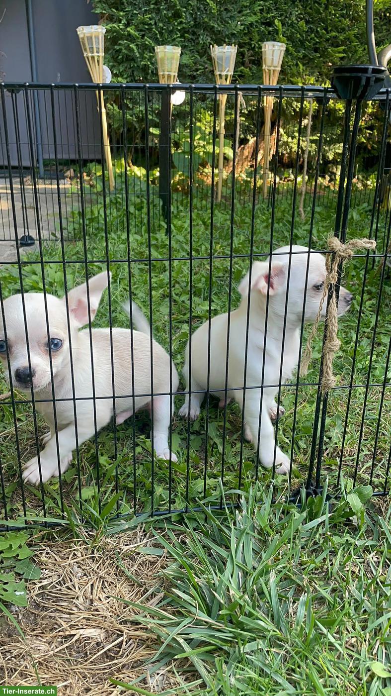 Bild 2: Chihuahua Welpen, 2 Rüden