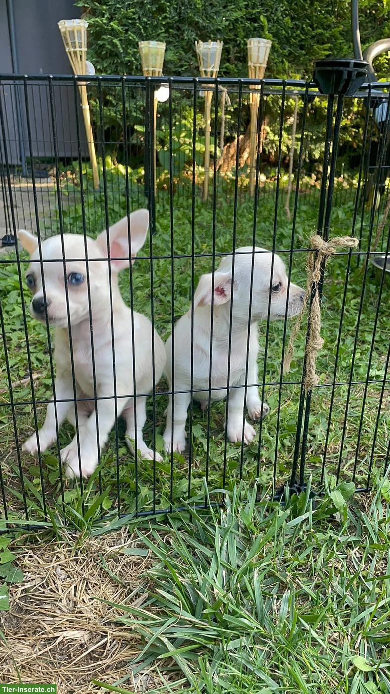 Bild 3: Chihuahua Welpen, 2 Rüden