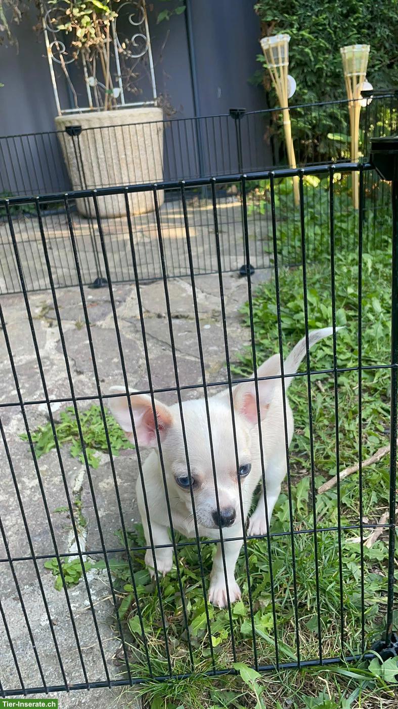 Bild 4: Chihuahua Welpen, 2 Rüden