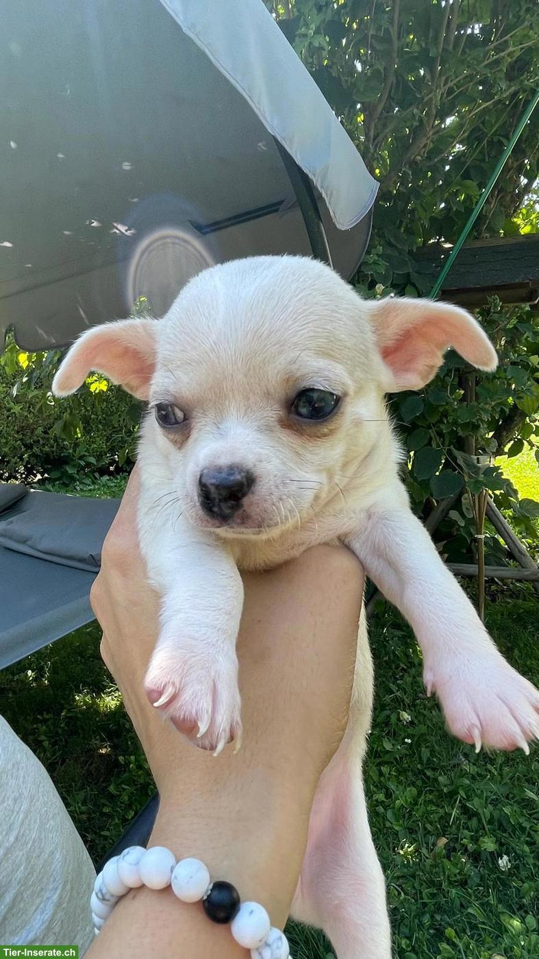 Bild 5: Chihuahua Welpen, 2 Rüden