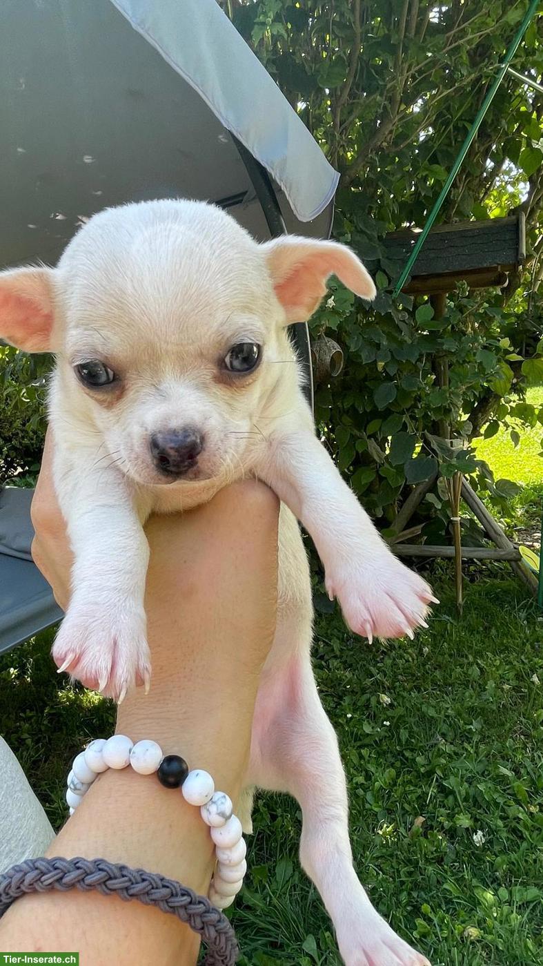 Bild 6: Chihuahua Welpen, 2 Rüden