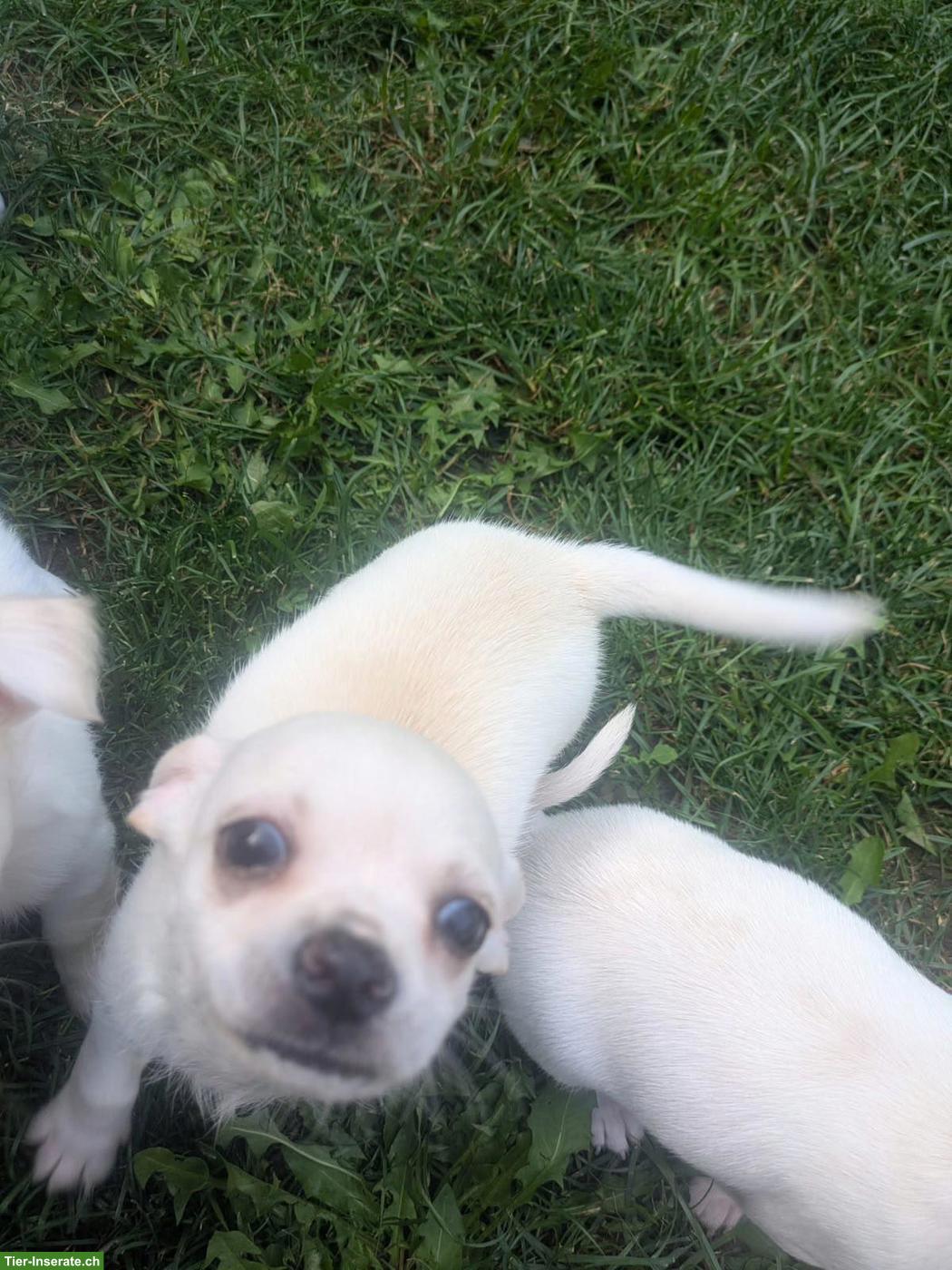 Bild 7: Chihuahua Welpen, 2 Rüden