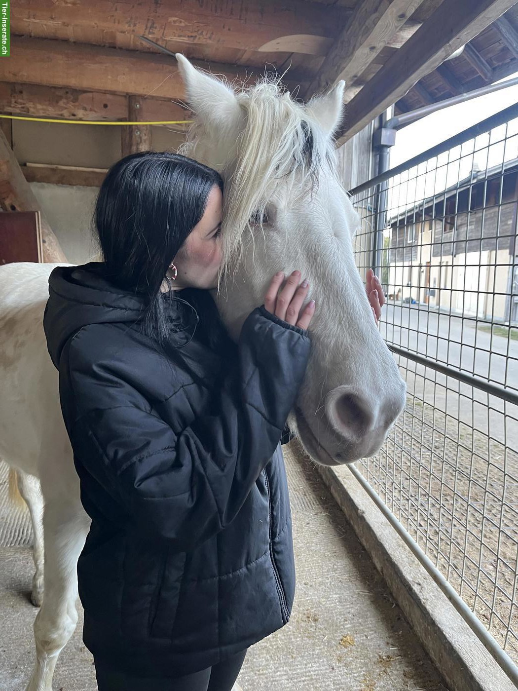Bild 3: Suche Reitbeteiligung in Umgebung Bern