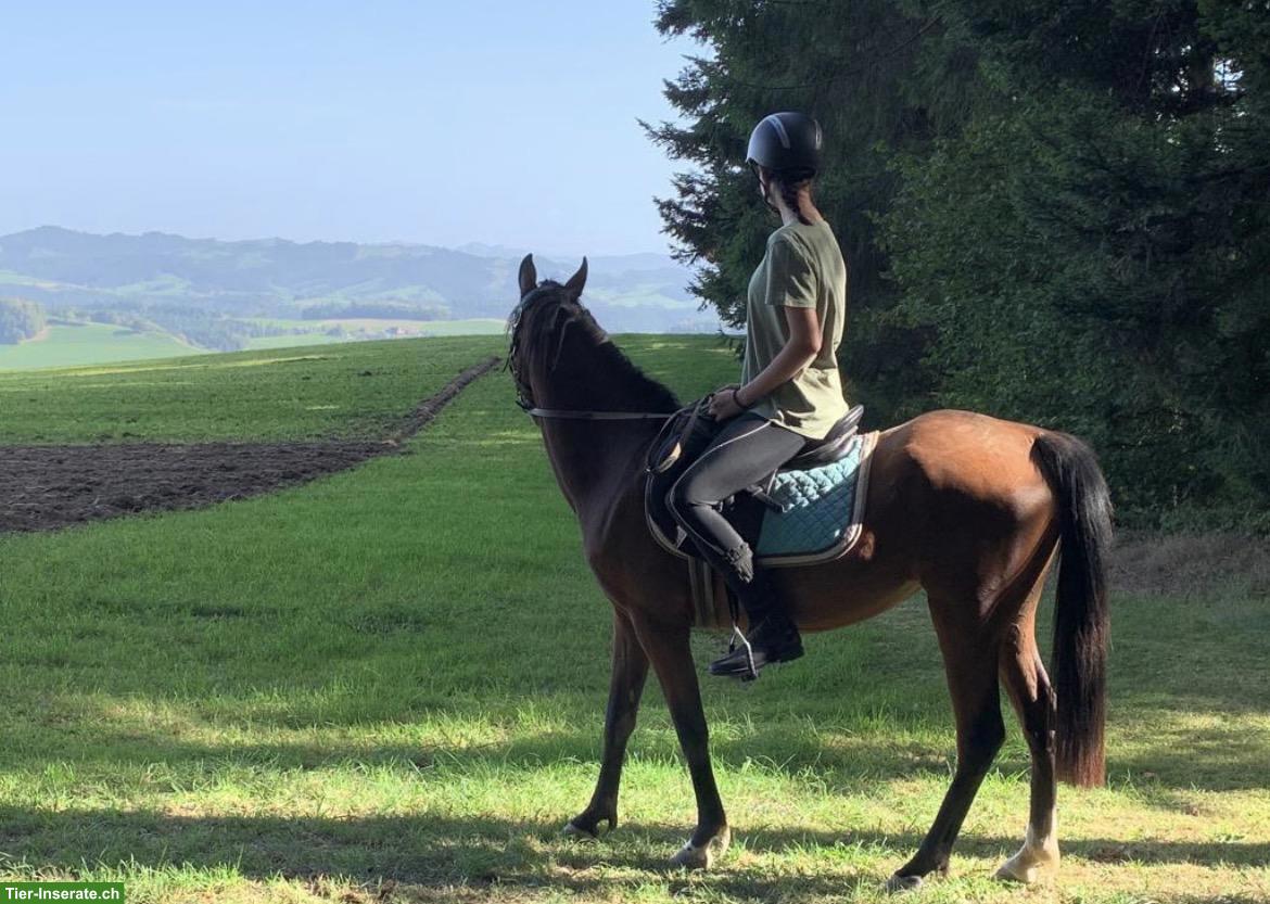 Bild 4: Suche Reitbeteiligung in Umgebung Bern