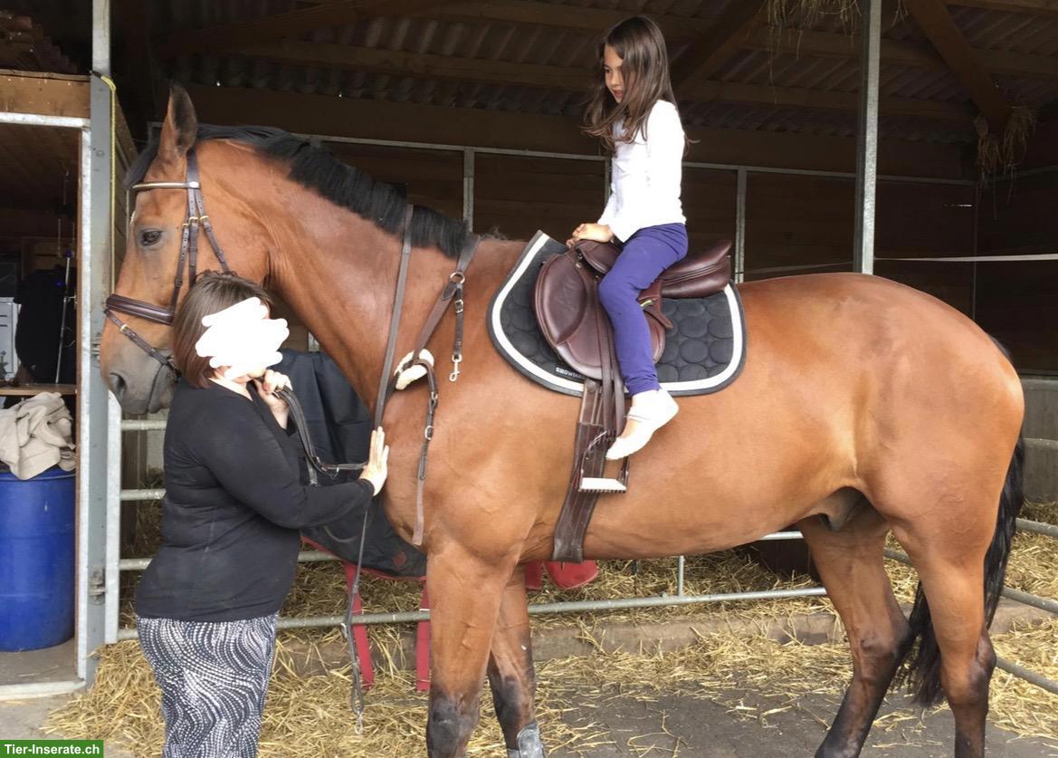 Bild 6: Suche Reitbeteiligung in Umgebung Bern
