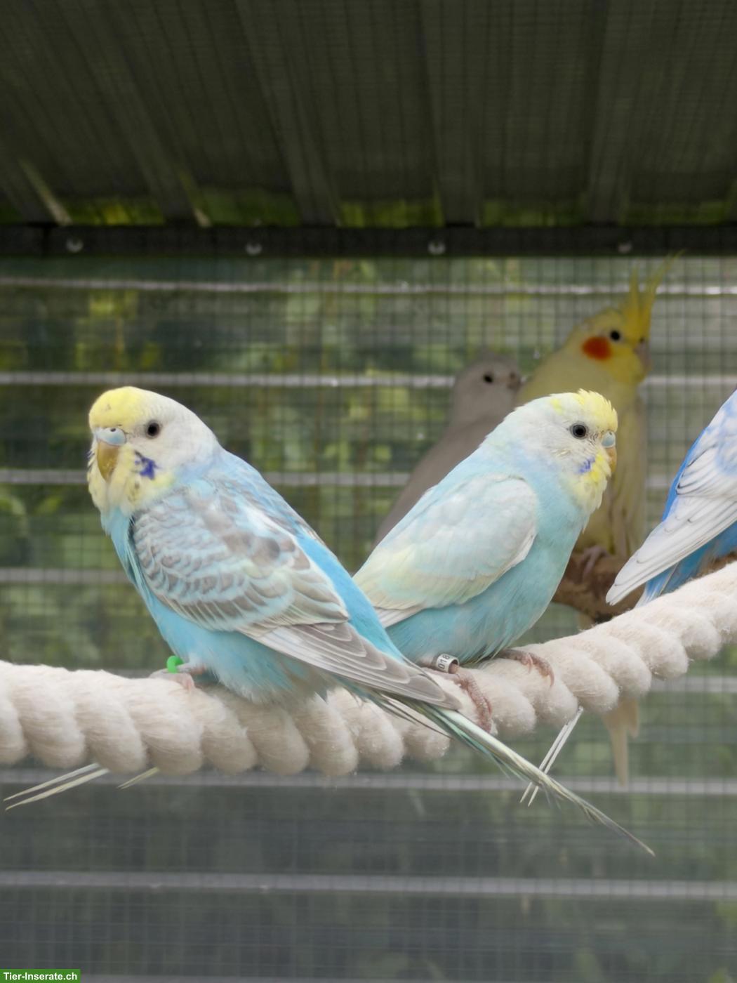 Bild 4: Wellensittiche aus Hobbyzucht zu verkaufen