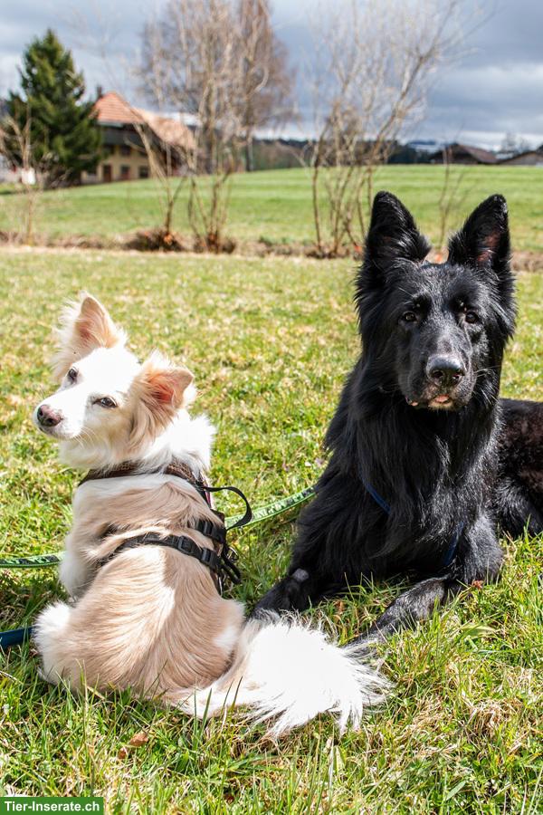 Hunde Liv & Bruce, gemeinsam stark