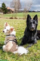Hunde Liv & Bruce, gemeinsam stark