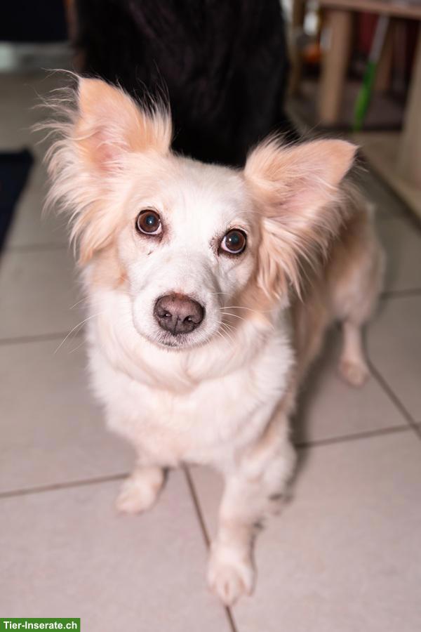 Bild 7: Hunde Liv & Bruce, gemeinsam stark
