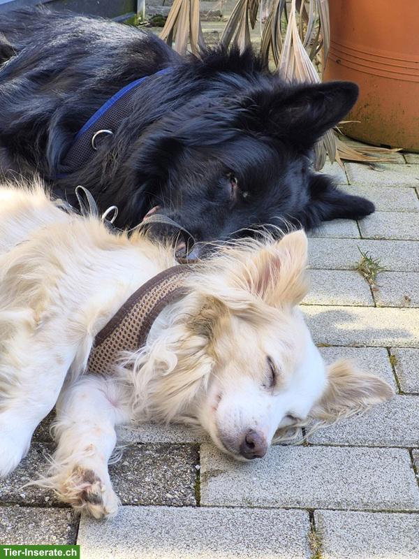Bild 8: Hunde Liv & Bruce, gemeinsam stark
