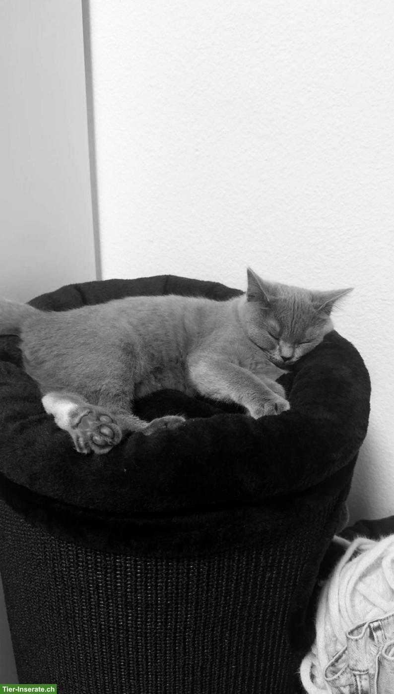 Bild 2: BKH Kater Bonny sucht ein liebes Zuhause
