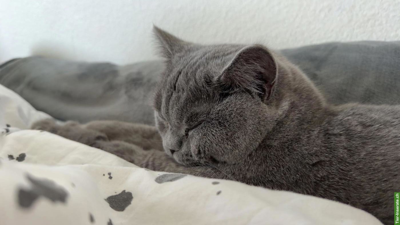 Bild 3: BKH Kater Bonny sucht ein liebes Zuhause