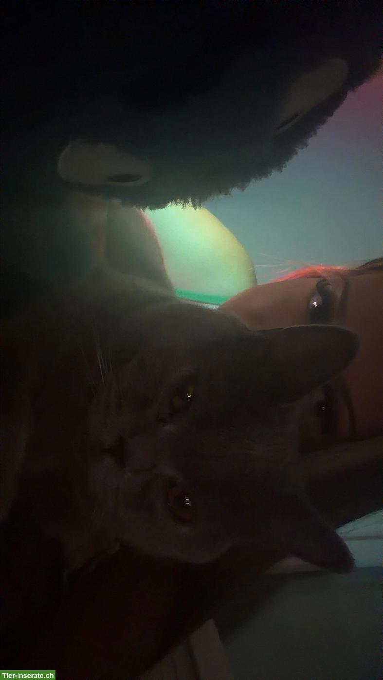 Bild 4: BKH Kater Bonny sucht ein liebes Zuhause