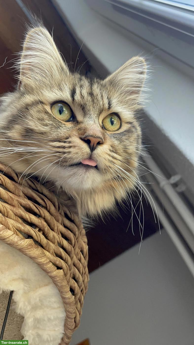 Intelligente Maine Coon x Waldkatzen Mix-Dame sucht Zuhause