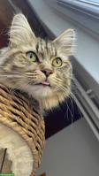 Intelligente Maine Coon x Waldkatzen Mix-Dame sucht Zuhause