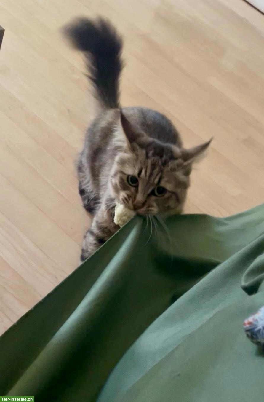 Bild 2: Intelligente Maine Coon x Waldkatzen Mix-Dame sucht Zuhause