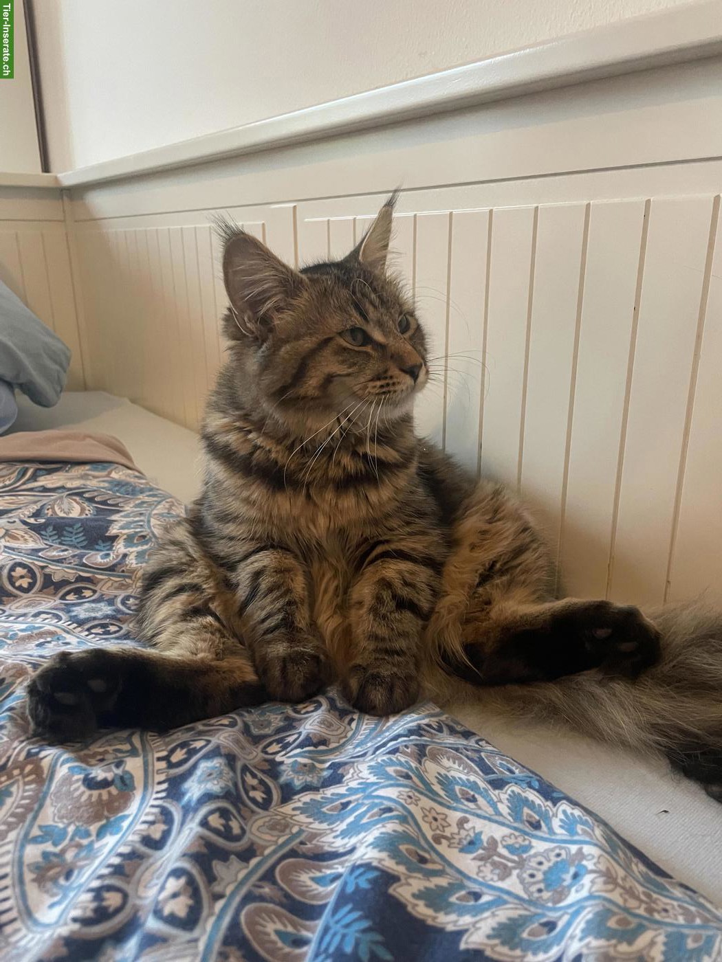 Bild 3: Intelligente Maine Coon x Waldkatzen Mix-Dame sucht Zuhause