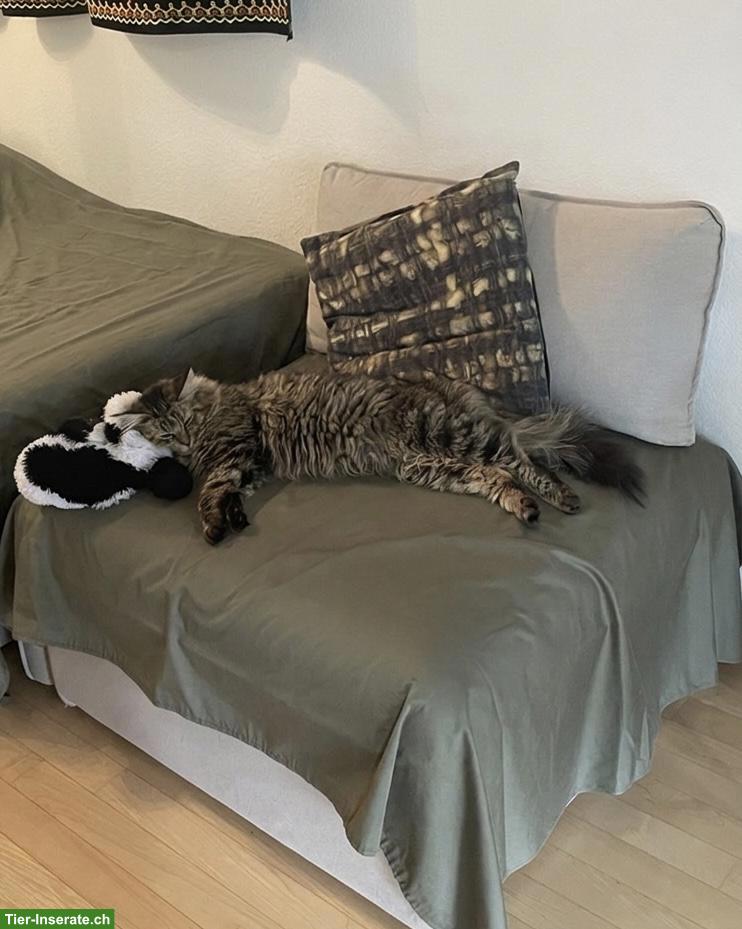 Bild 4: Intelligente Maine Coon x Waldkatzen Mix-Dame sucht Zuhause