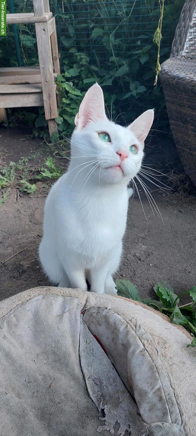 Kitten Russisch Blau und Weiss mit Stammbaum