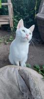 Kitten Russisch Blau und Weiss mit Stammbaum