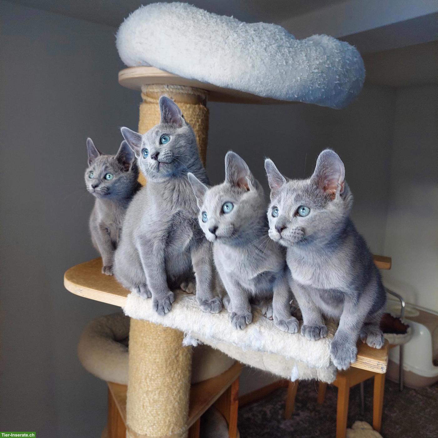 Bild 10: Kitten Russisch Blau und Weiss mit Stammbaum