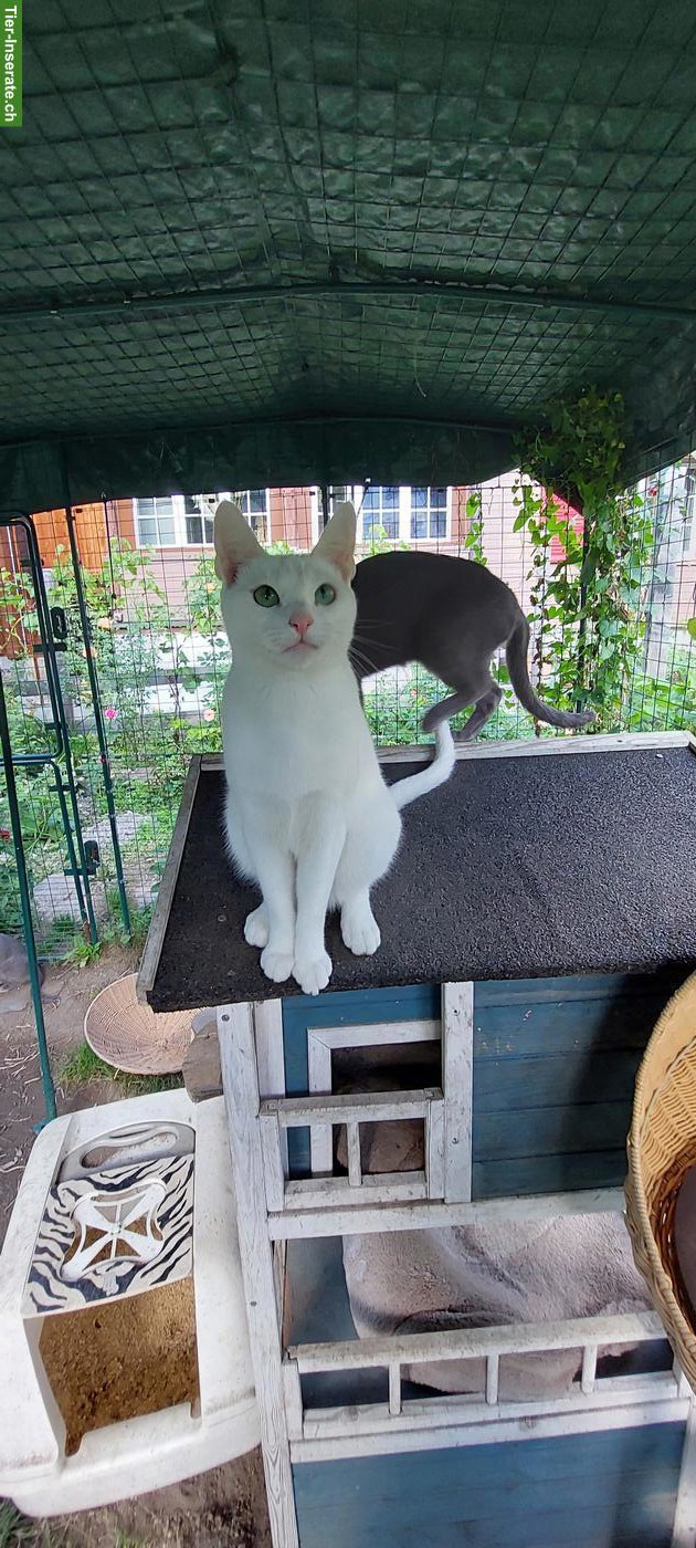 Bild 2: Kitten Russisch Blau und Weiss mit Stammbaum